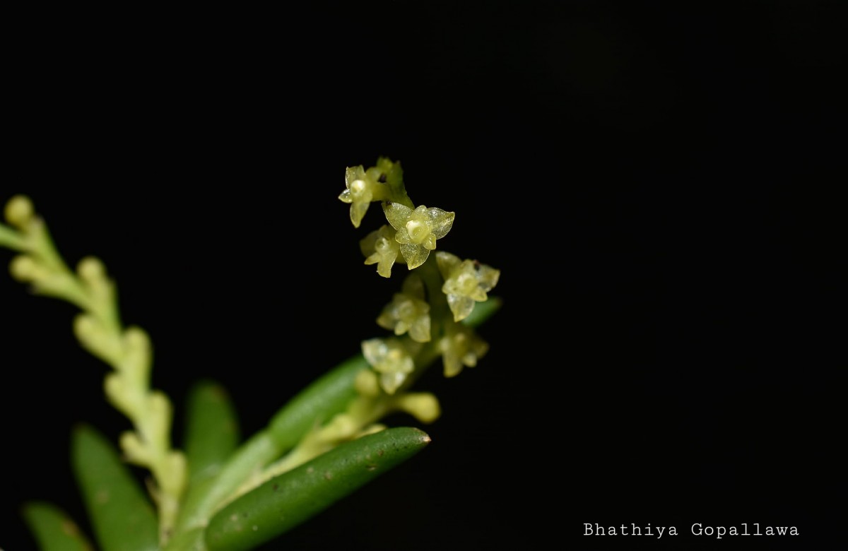 Octarrhena parvula Thwaites